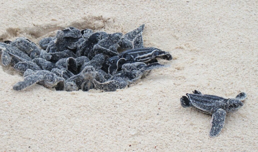 Leatherback_Turtle_eggs